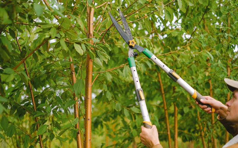 Tree trimming in Kootenai, ID